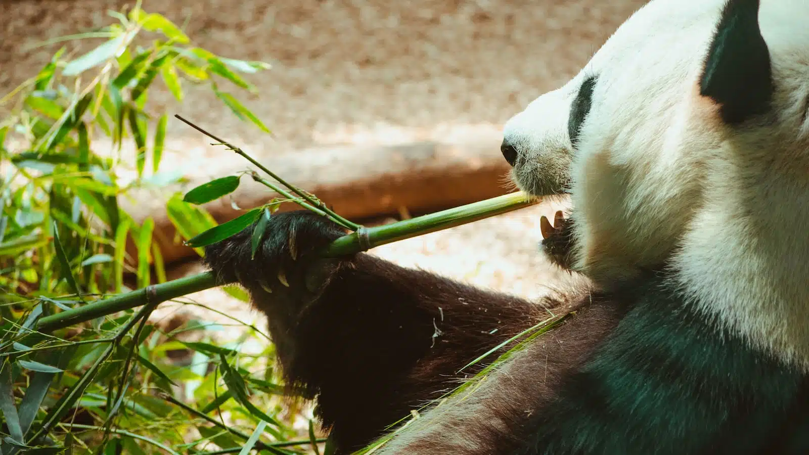 What To Wear With Panda Dunks