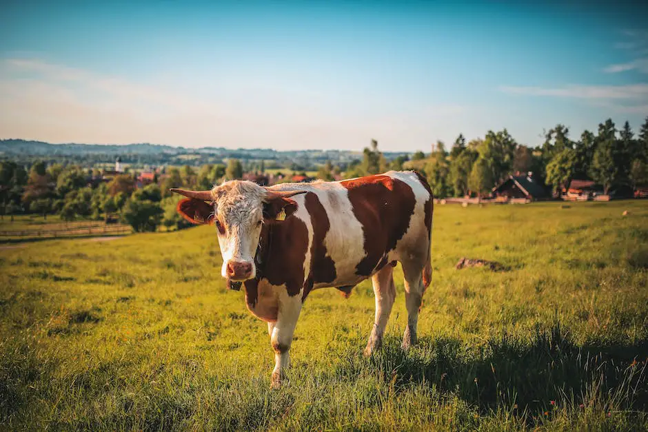 Why Do Cows Wear Bells Joke