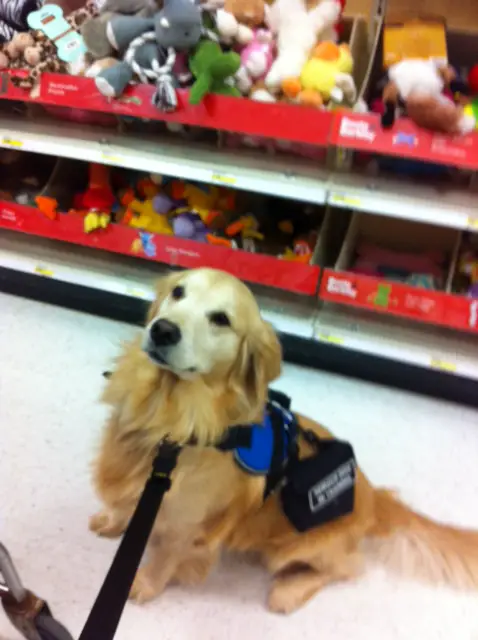 Are Service Animals Required To Wear A Vest