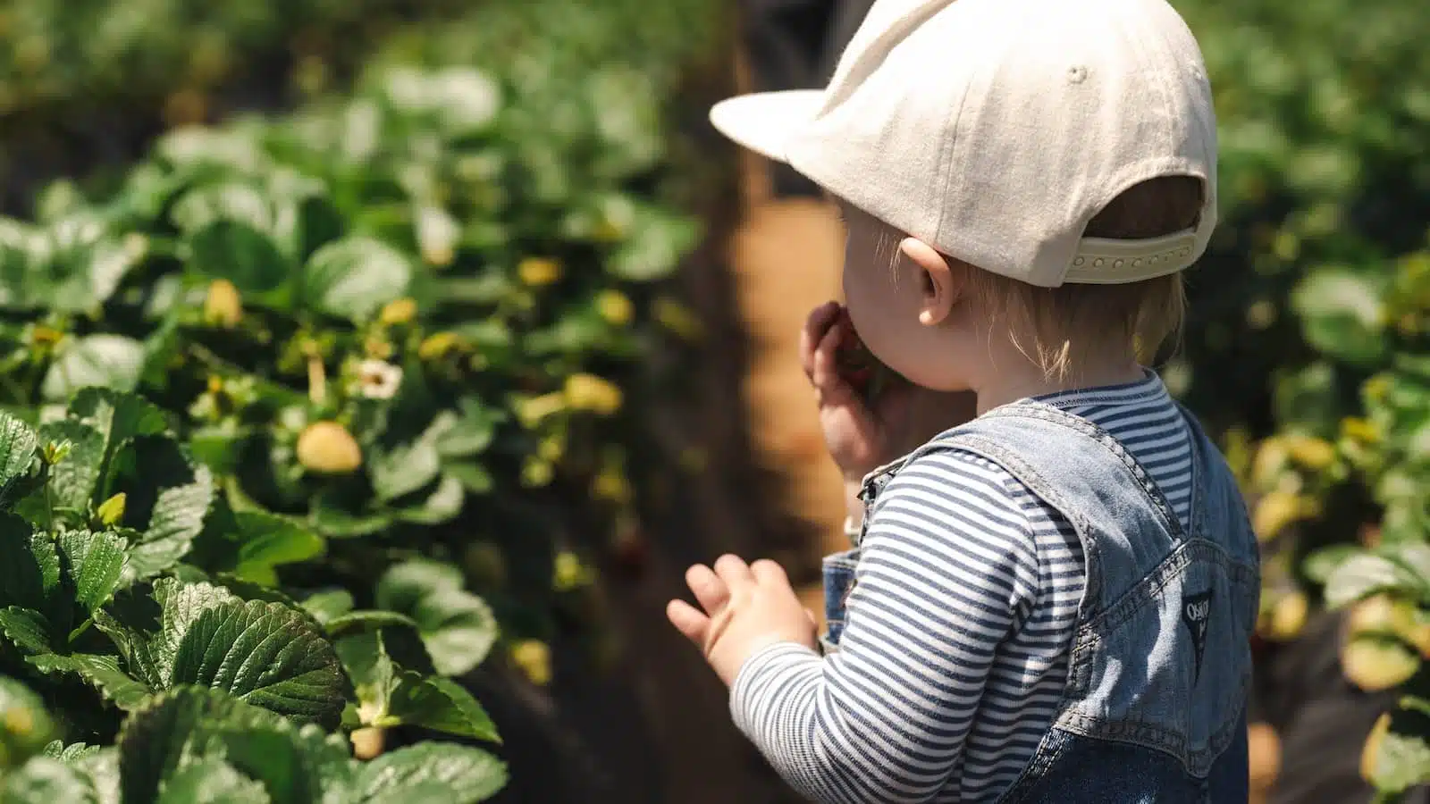 What To Wear Strawberry Picking